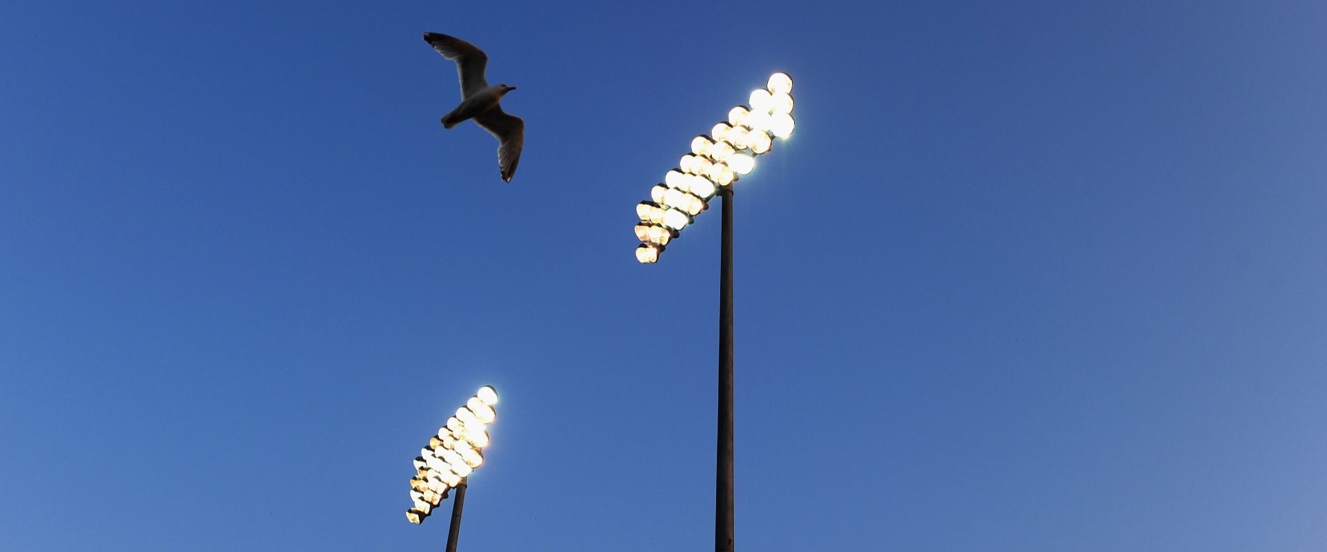 A seagull flying in front of the floodlights at Hove.