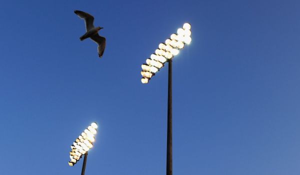 A seagull flying in front of the floodlights at Hove.